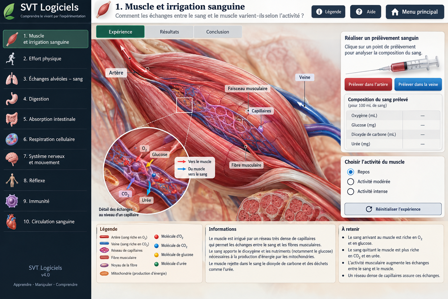 Planche anatomique réaliste de référence : muscle et vascularisation